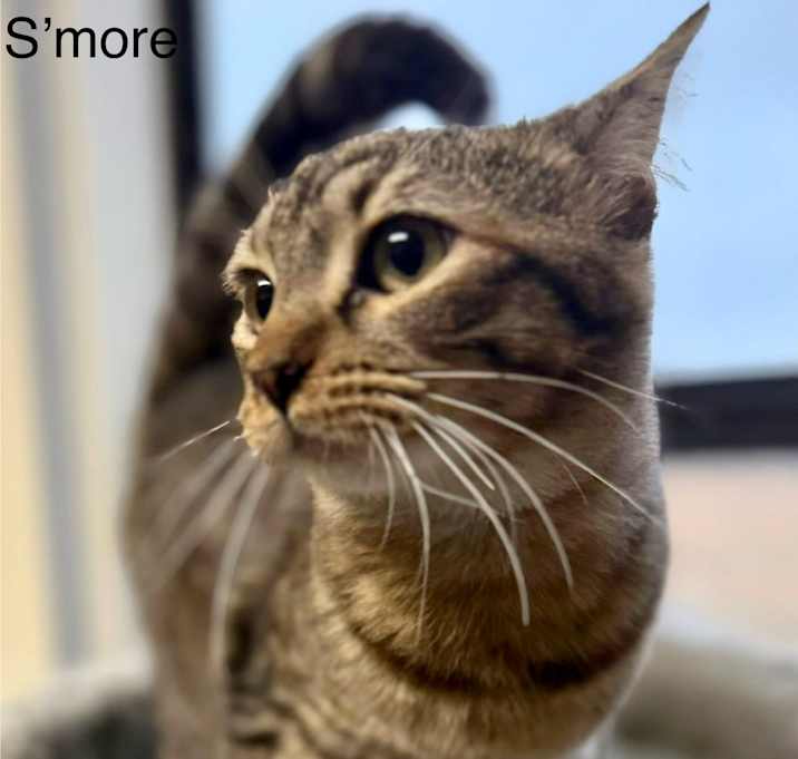 Photo of S'more