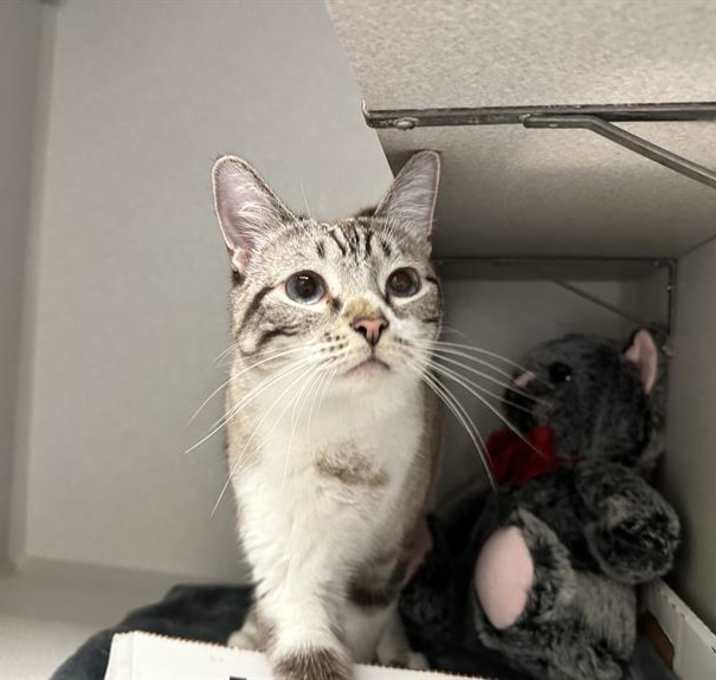 Photo of BEAU AKA RUSSO