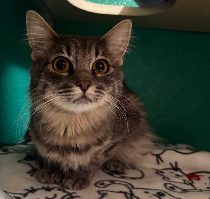 Photo of Twice-Baked Potato