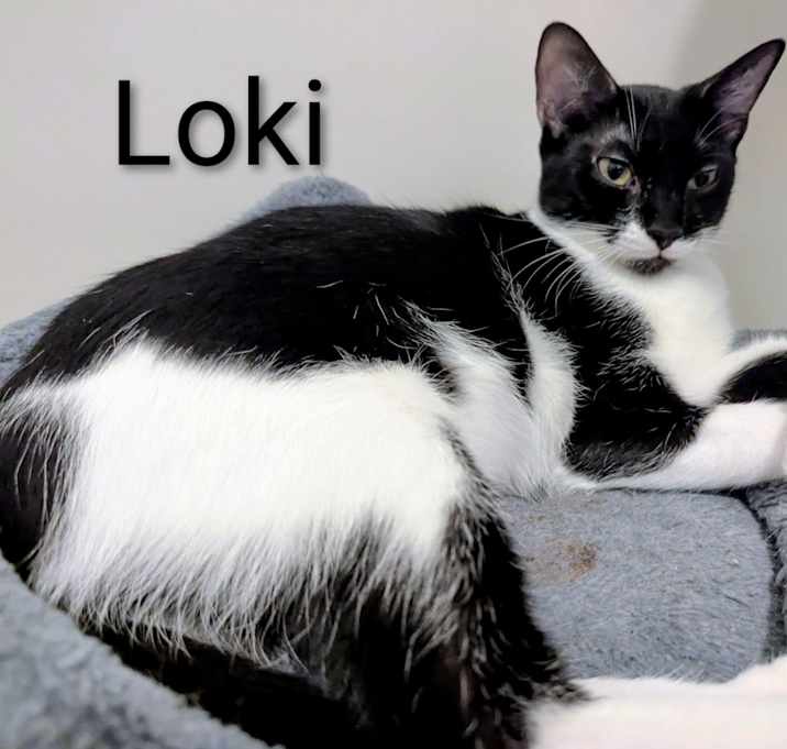 Photo of LOKI