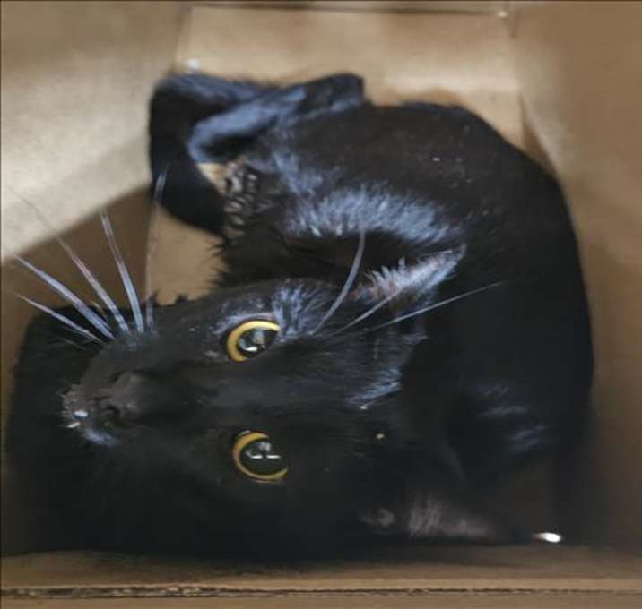 Photo of SIR MEOWSALOT