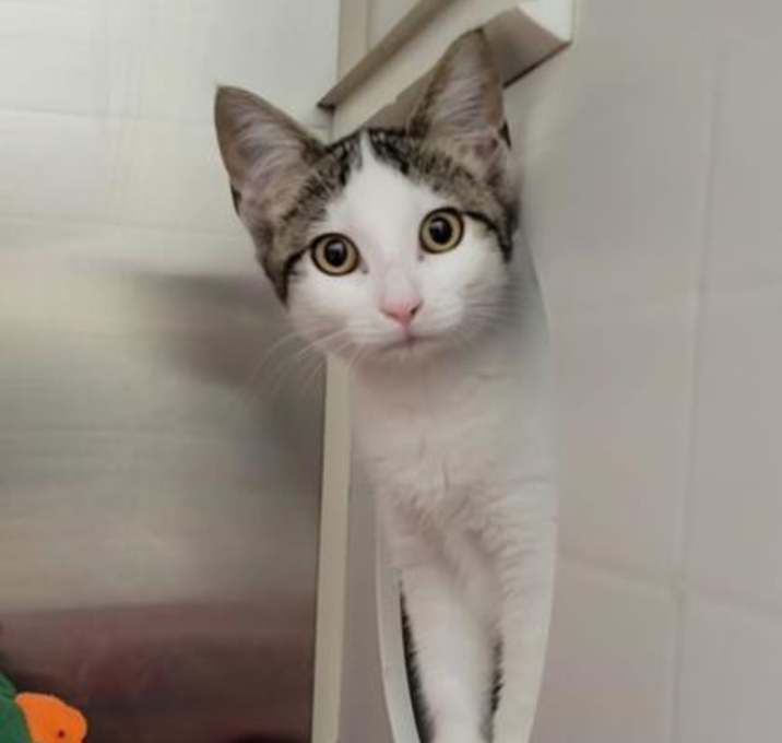 Photo of Locomotion 3