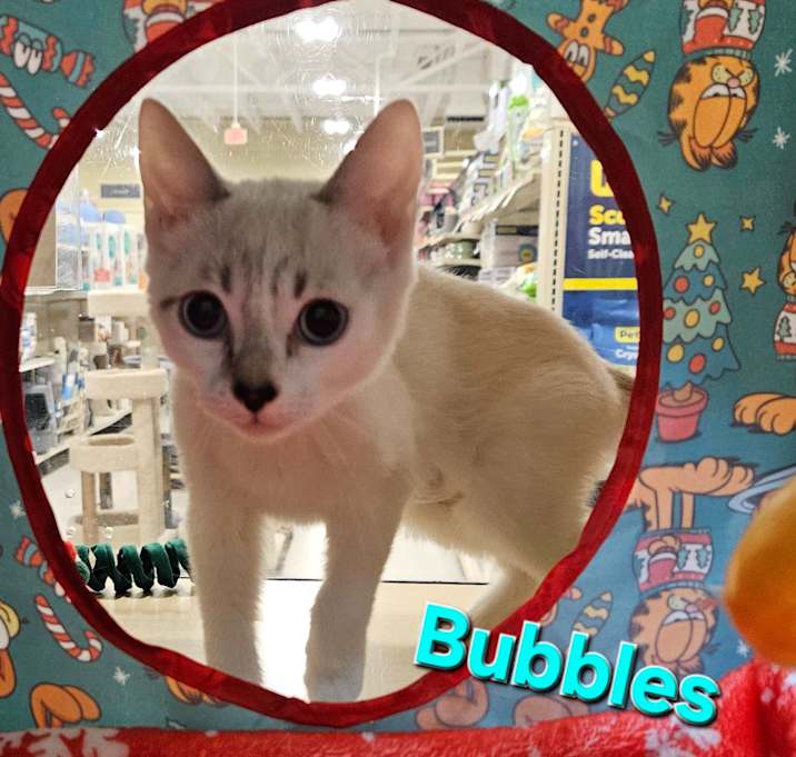 Photo of Bubbles