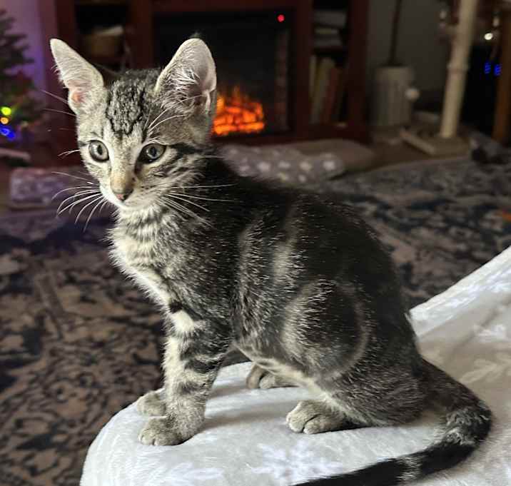 Photo of Dumpling AH