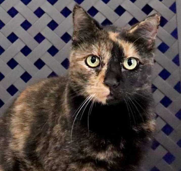 Photo of Kitty Kitty