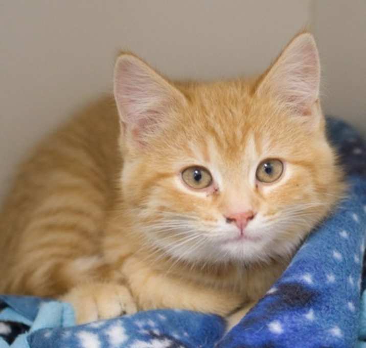 Photo of Otis (bonded with Ollie)