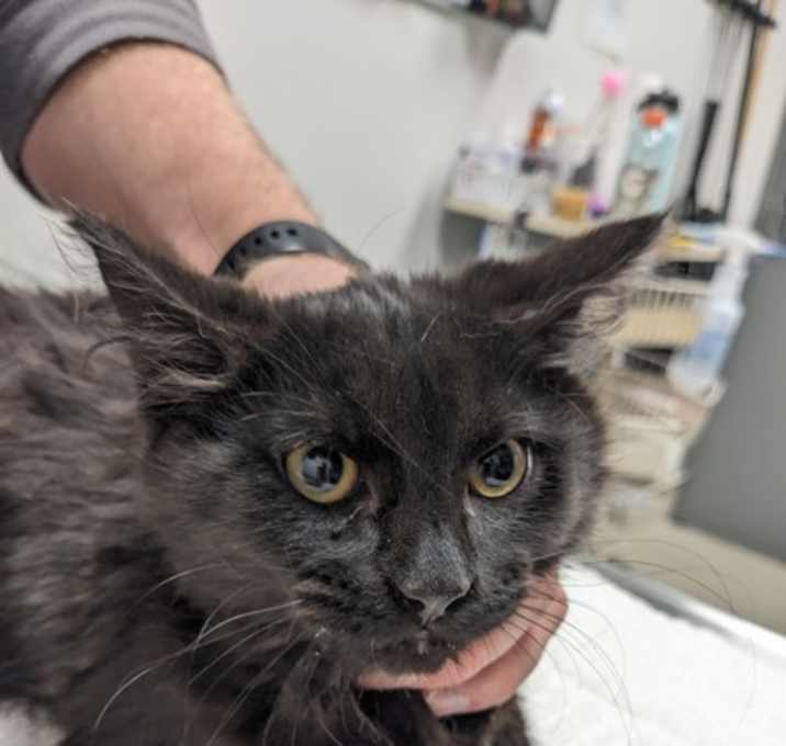 Photo of Flying Dutchman