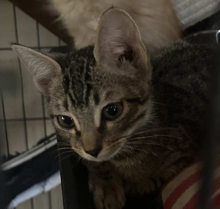 Photo of Tantrum, Jr. NN