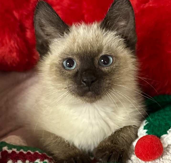 Photo of 11/19/25 Ramone