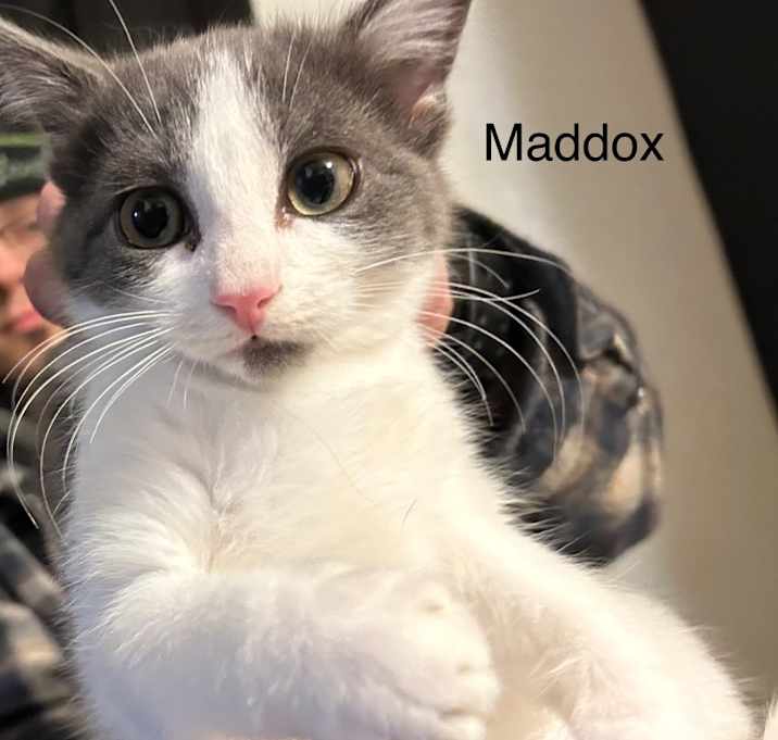 Photo of Maddox