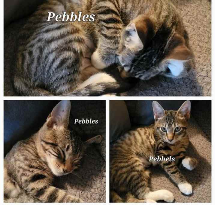 Photo of Pebbles - CP