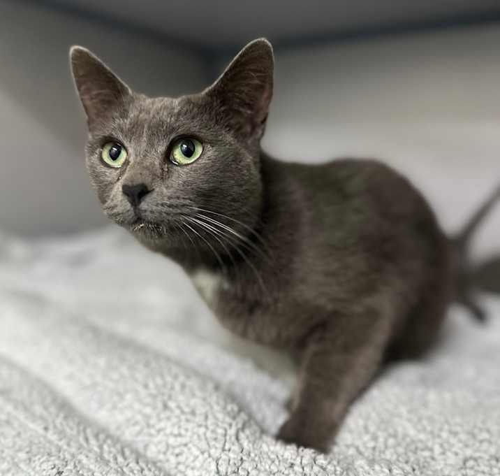 Photo of Moonlight (Mama Cat)