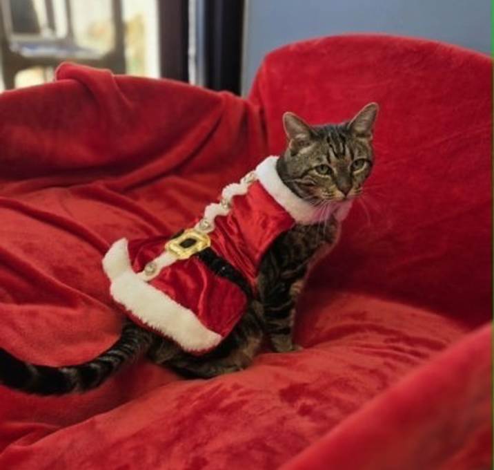 Photo of Periwinkle (Leuk+)