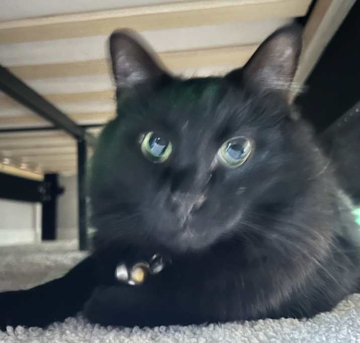 Photo of Midnight