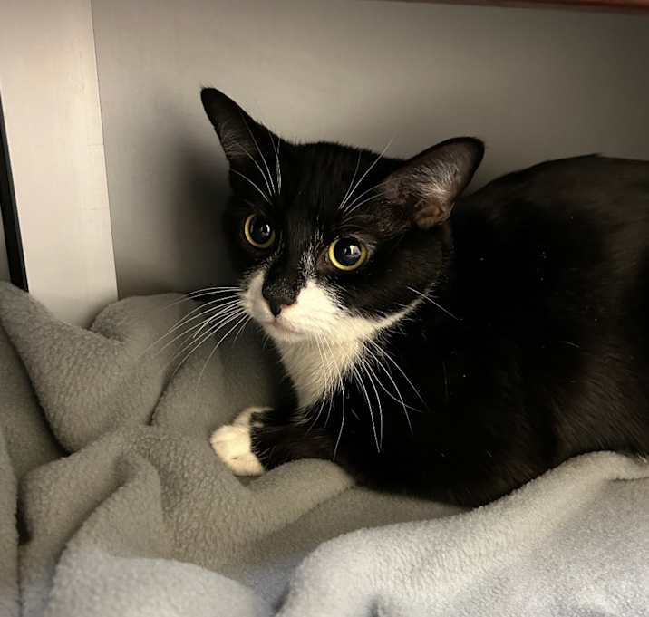 Photo of Sweetie Pie