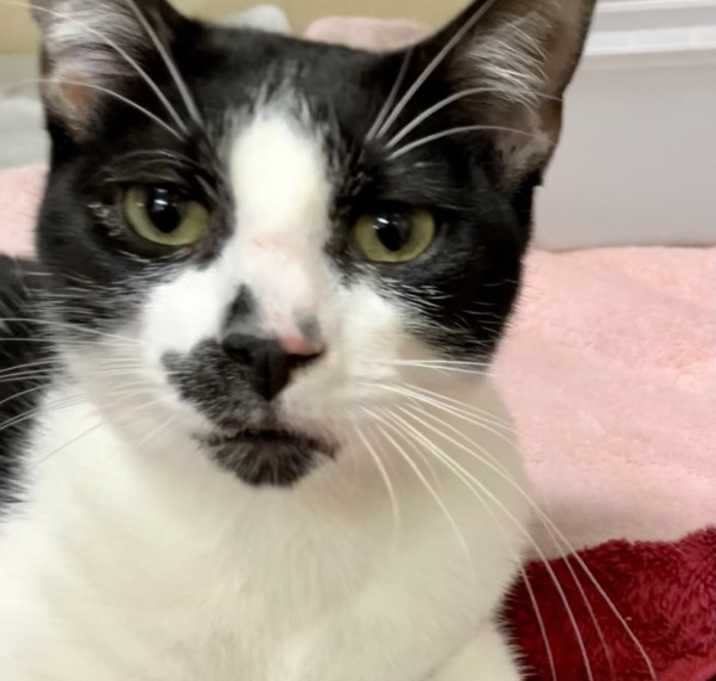 Photo of Jackson - Companion To Wade