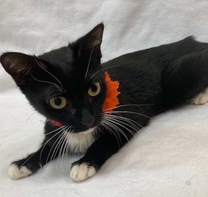 Photo of Tootsie - Petite Sweetie