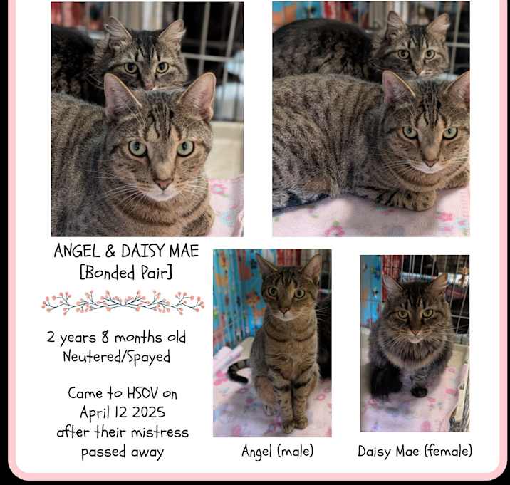 Photo of Angel & Daisy Mae (Bonded)