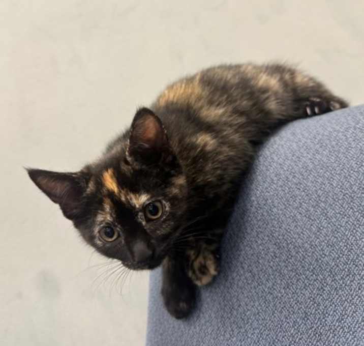 Photo of Orion (PetSmart Claiborne)