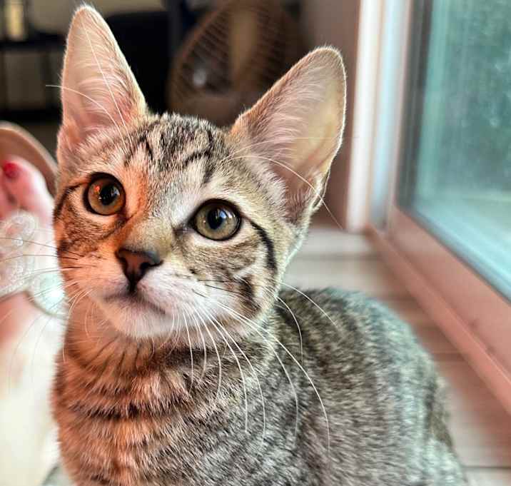 Photo of Cheerio (C000-573)  - Chino Hills Location