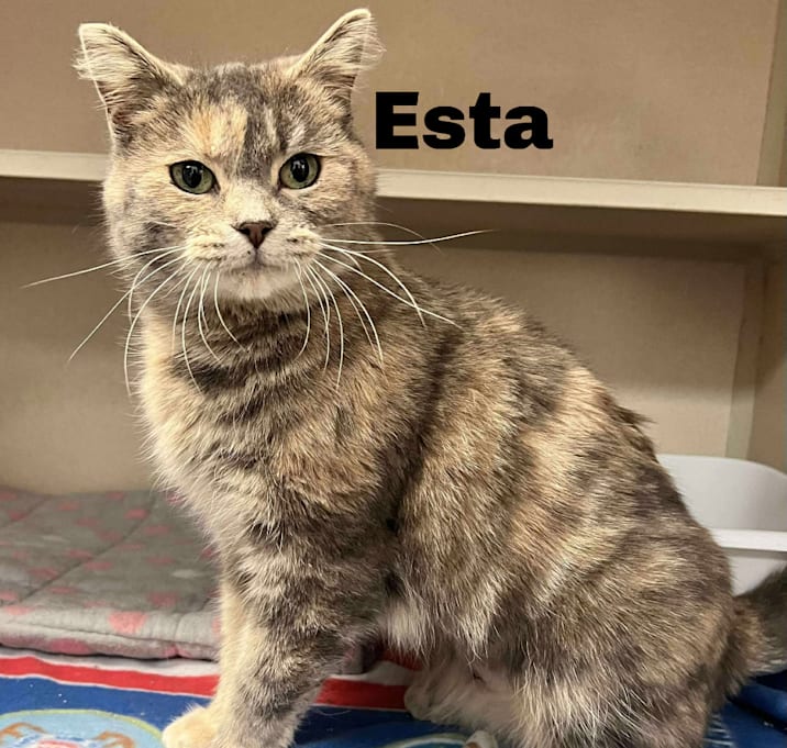 Photo of Esta 250987