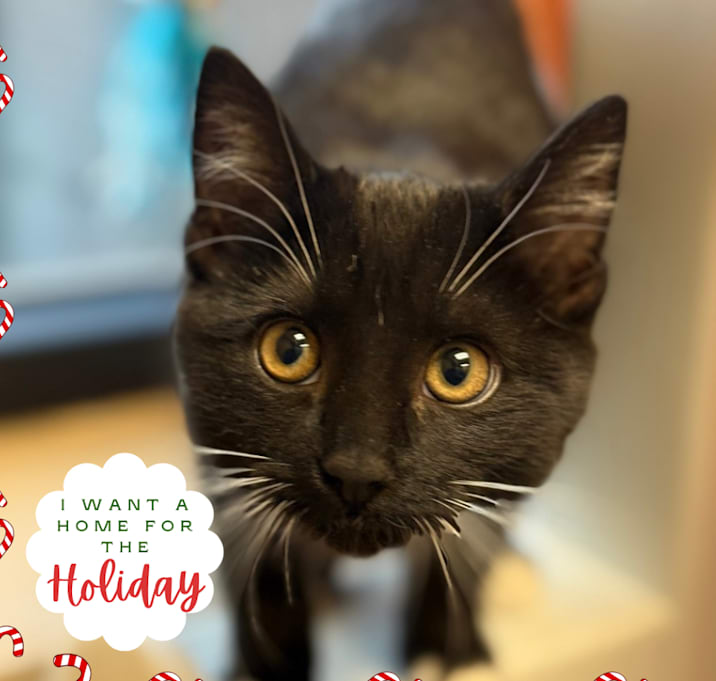 Photo of Cassiopeia - Playful sweetheart! ✨