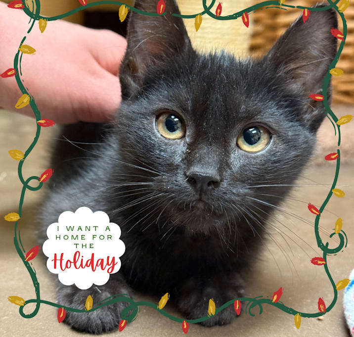 Photo of Wednesday w/ Enid - Shy, but Playful & Sweet!