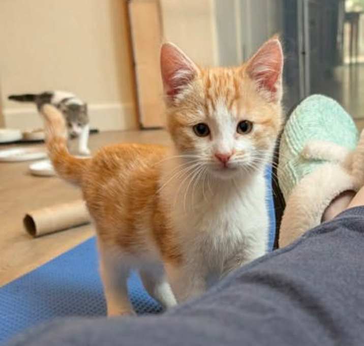 Photo of Pumpkin Pie