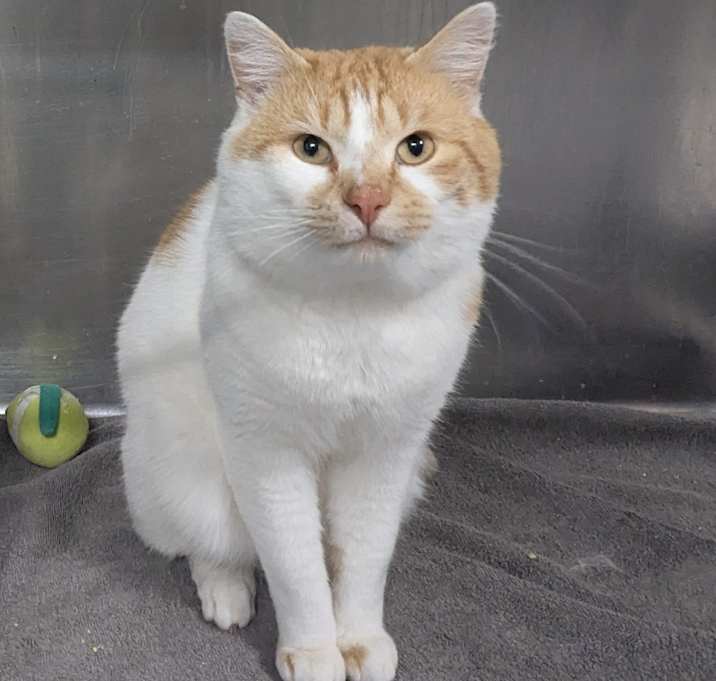 Photo of Hambone (Chow Hound Standale)