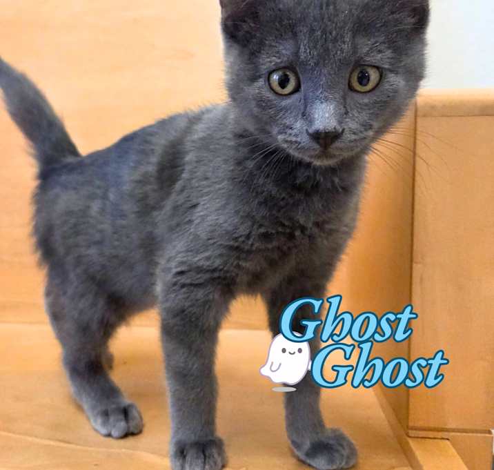 Photo of Ghost Ghost
