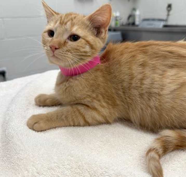 Photo of HOLLY JOLLY