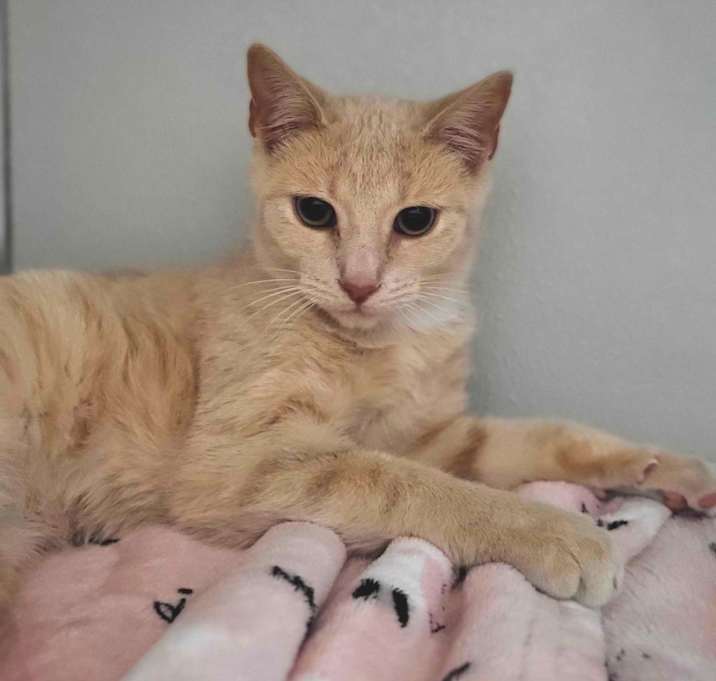 Photo of String Cheese