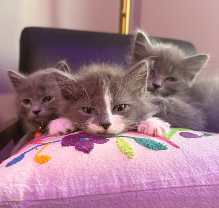 Photo of SavWay (Las Comidas)