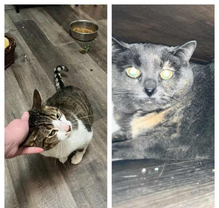 Photo of Beamer and Twix