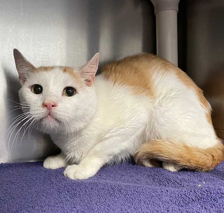 Photo of Malleus (JT-172-25)