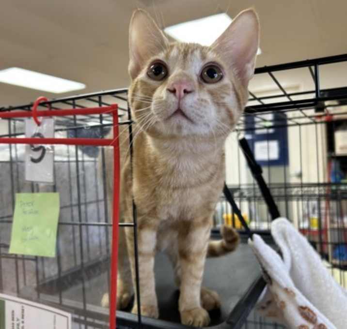 Photo of Peter Griffin