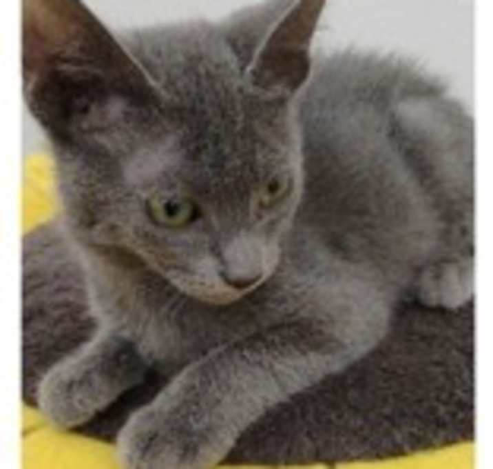 Photo of Jolly Roger