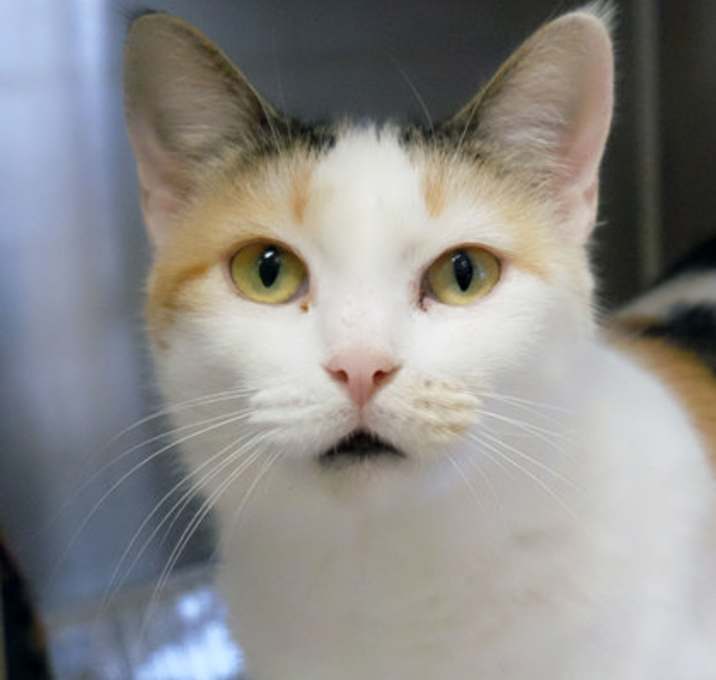 Photo of Tiny Dancer