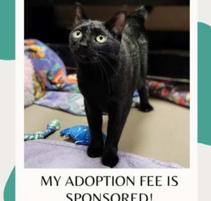 Photo of Gigi (Pino Grigio)