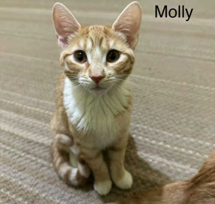Photo of Molly