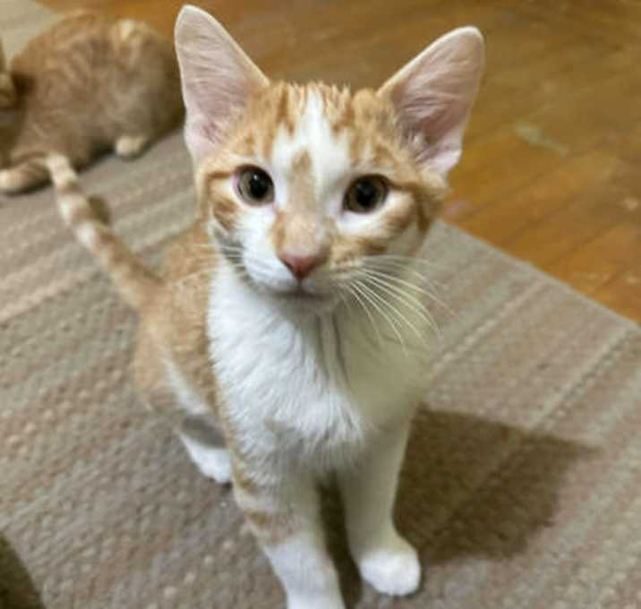 Photo of Ron Weasley