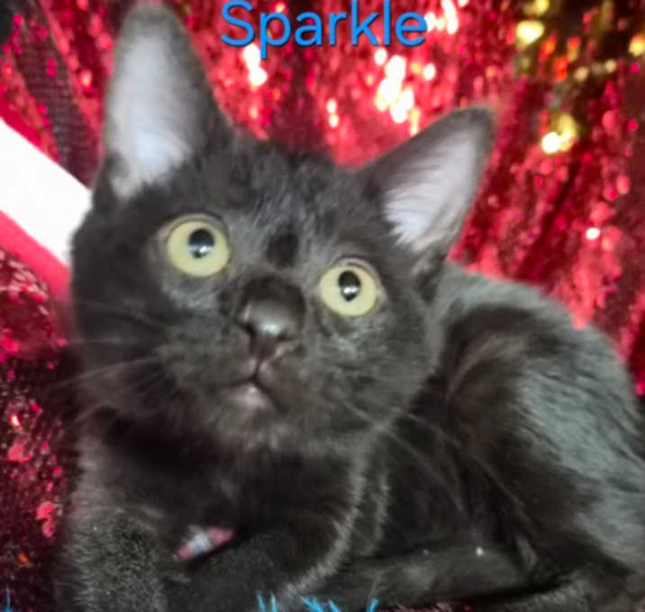 Photo of Sparkle