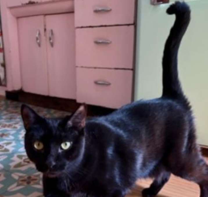 Photo of Abra (Francine)