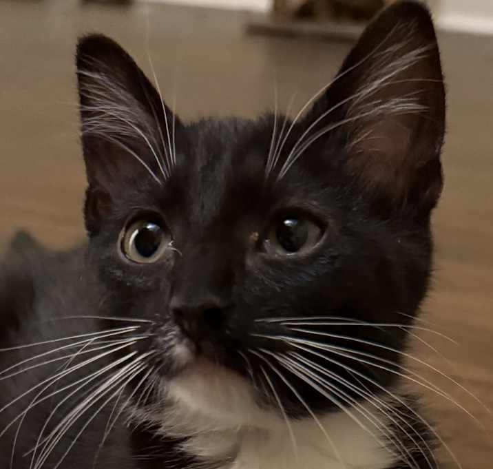 Photo of Falafel DHH