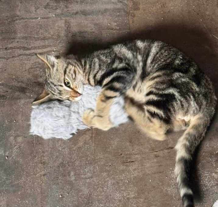 Photo of King Arthur