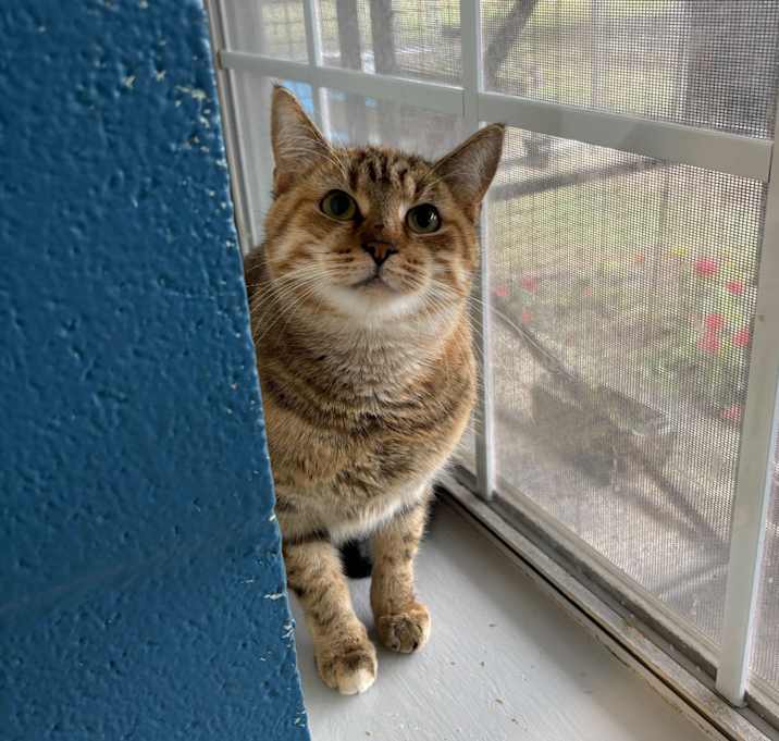 Photo of Shiny Tinsel