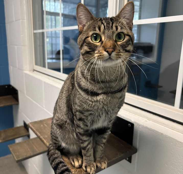 Photo of Daddy Long Legs