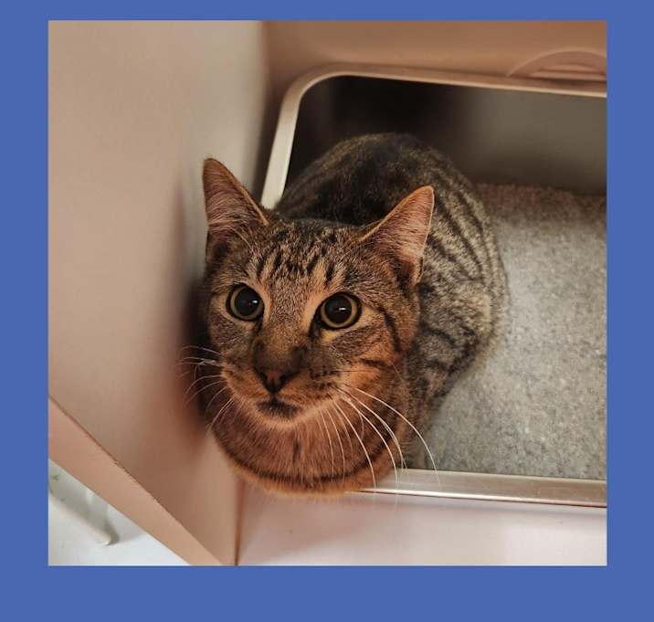 Photo of Cat Condo #18 Monkey (#1)