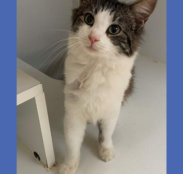 Photo of Cat Condo #10 Frances