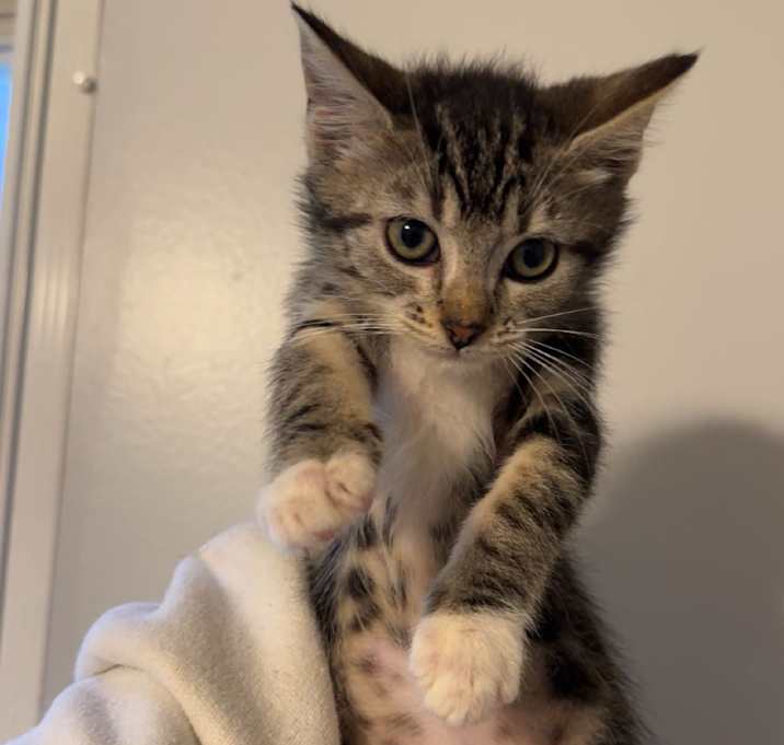 Photo of Stuffin & Cranberry (bonded pair)